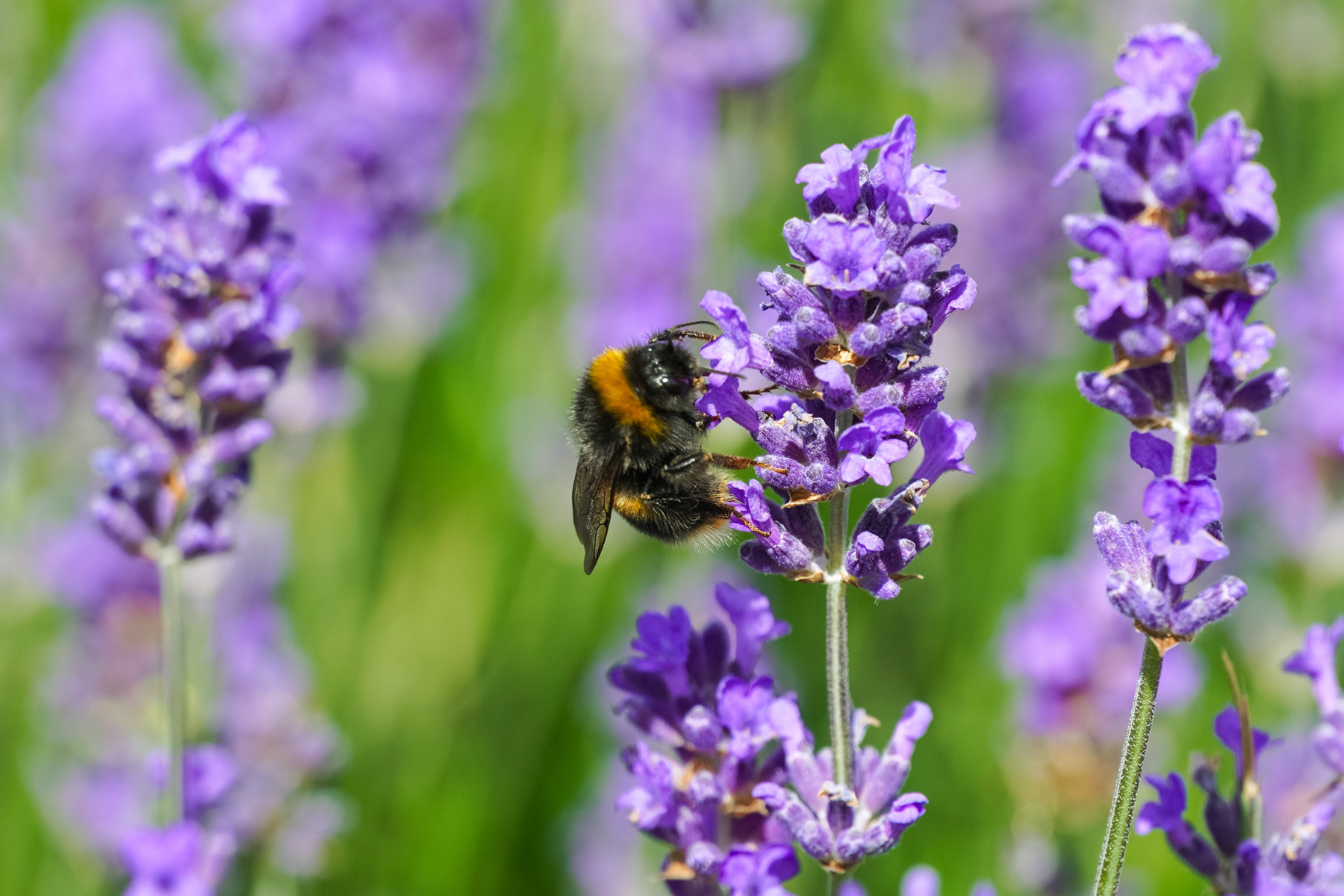 Bumblebee,