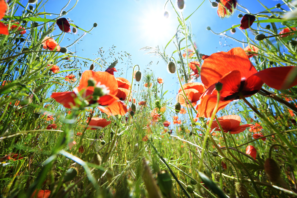 Corn,Poppy,(papaver,Rhoeas),With,Vibrant,Red,Flowers,On,A