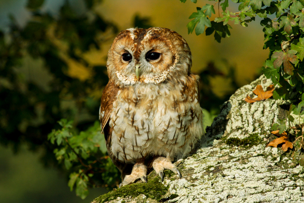 owl uk biodiversity